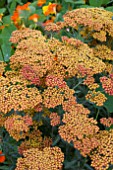 ACHILLEA FEUERLAND