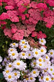 ACHILLEA ROSE MADDER AND ERIGERON QUAKERESS