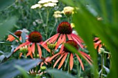 ECHINACEA ARTS PRIDE