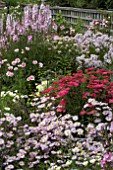 MIXED HERBACEOUS BORDER AT MERRIMENTS GARDEN