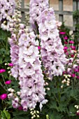 DELPHINIUM PINK BONNETS (FLOWERDAY SERIES)