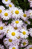 ERIGERON QUAKERESS