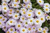 ERIGERON QUAKERESS