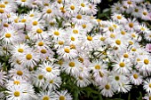 ERIGERON WHITE QUAKERESS