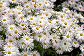 ERIGERON WHITE QUAKERESS