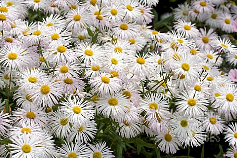 ERIGERON_WHITE_QUAKERESS