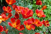 ESCHSCHOLZIA RED CHIEF