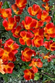 ESCHSCHOLZIA RED CHIEF