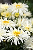 LEUCANTHEMUM GOLDRAUSCH