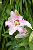 LILIUM PINK PERFUME