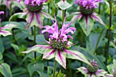 MONARDA MENTHIFOLIA