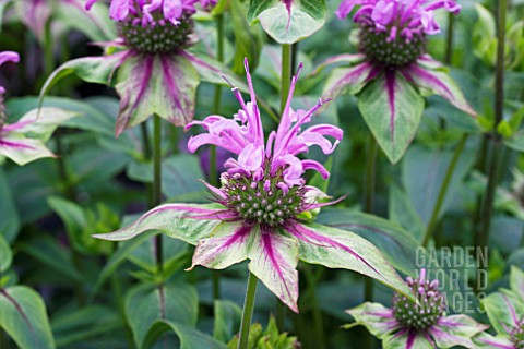 MONARDA_MENTHIFOLIA