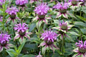 MONARDA MENTHIFOLIA