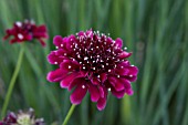 SCABIOSA CHAT NOIR