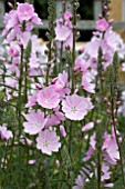 SIDALCEA SUSSEX BEAUTY