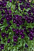 VIOLA ROSCASTLE BLACK