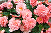 BEGONIA FORTUNE PEACH