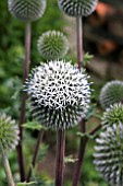 ECHINOPS SPHAEROCEPHALUS ARCTIC GLOW