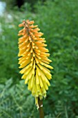 KNIPHOFIA ADA