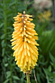 KNIPHOFIA DRUMMORE APRICOT