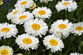 LEUCANTHEMUM REAL GALAXY