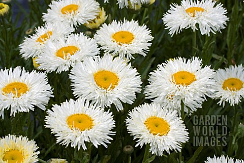 LEUCANTHEMUM_REAL_GALAXY