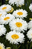 LEUCANTHEMUM REAL GALAXY