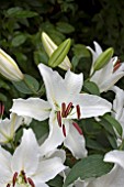 LILIUM TRUE EMOTIONS