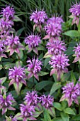 MONARDA MENTHIFOLIA