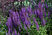 SALVIA AMPLEXICAULIS