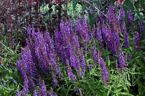 SALVIA_AMPLEXICAULIS