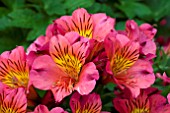 ALSTROEMERIA PRINCESS ELAINE