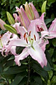 LILIUM PINK HEART