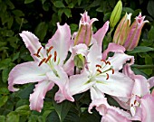 LILIUM PINK HEART