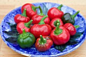 CHILLI PEPPINO