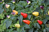 CHILLI PYRAMID