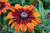 RUDBECKIA AUTUMN COLOURS