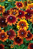 RUDBECKIA AUTUMN COLOURS