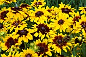 RUDBECKIA DENVER DAISY