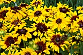 RUDBECKIA DENVER DAISY