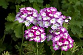 VERBENA PINK PARASOL