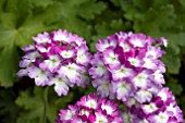 VERBENA PINK PARASOL