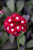 VERBENA RED POLKA DOT