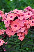 PHLOX SWEET SUMMER ORANGE ROSE