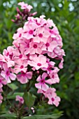 PHLOX SWEET SUMMER ROSE RED