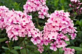 PHLOX SWEET SUMMER ROSE RED