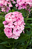 PHLOX SWEET SUMMER ROSE WHITE