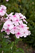 PHLOX SWEET SUMMER SOFT PINK