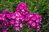 PHLOX SWEET SUMMER VIOLET WHITE