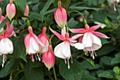 FUCHSIA TORCHLIGHT